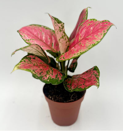4" Aglaonema Wishes